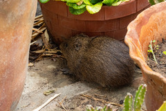 Cavia tschudii