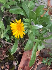 Calendula arvensis
