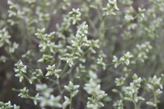 Baccharis articulata