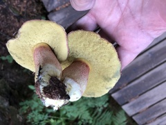 Boletus smithii