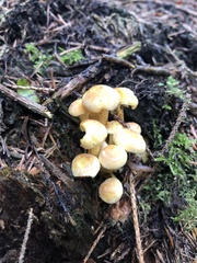 Hypholoma fasciculare
