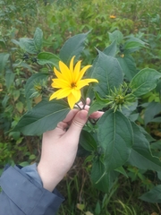 Helianthus tuberosus