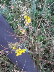 Melilotus officinalis