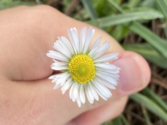 Bellis sylvestris