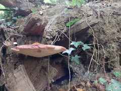 Fistulina hepatica