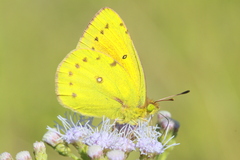 Colias lesbia