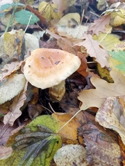 Cortinarius triumphans