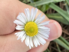 Bellis sylvestris