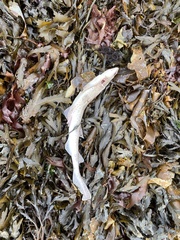 Scyliorhinus canicula