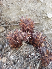 Aphyllon corymbosum