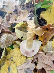 Cortinarius triumphans