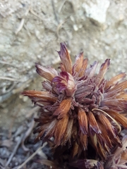 Aphyllon corymbosum