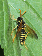 Tenthredo scrophulariae