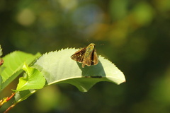 Parnara guttata