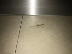 Tarentola mauritanica