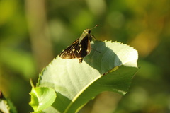Parnara guttata