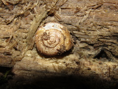 Fruticicola fruticum