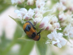 Coptocephala