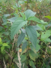 Helianthus tuberosus