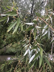 Salix amygdaloides