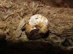 Fruticicola fruticum