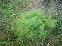 Asparagus maritimus