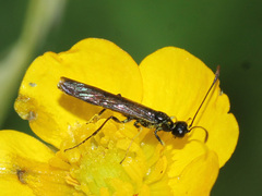 Cephidae