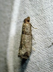 Notocelia culminana