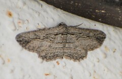 Iridopsis obliquaria