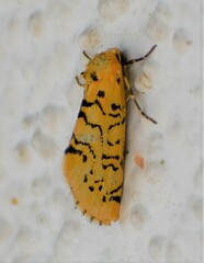 Chrysoecia atrolinea