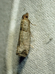 Notocelia culminana