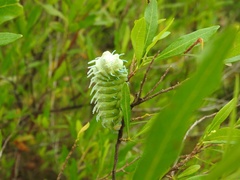 Attacus taprobanis