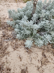 Artemisia stelleriana