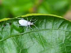 Myllocerus undecimpustulatus