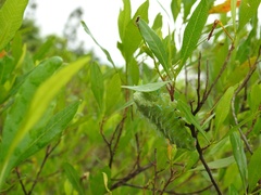Attacus taprobanis