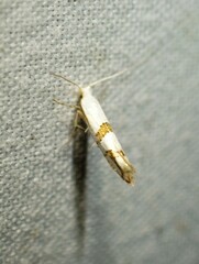 Argyresthia oreasella