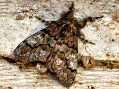 Dasychira meridionalis