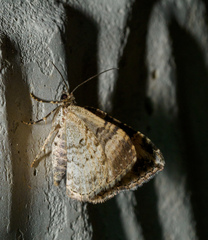 Xanthorhoe lacustrata
