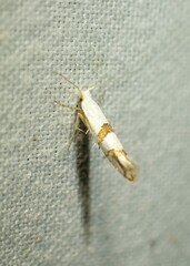 Argyresthia oreasella