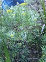 Hymenolepis crithmifolia