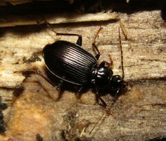 Limodromus assimilis