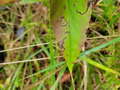 Phytomyza penstemonis