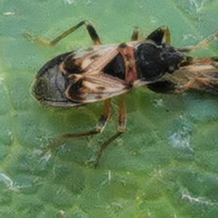 Scolopostethus