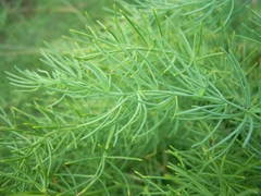 Asparagus maritimus