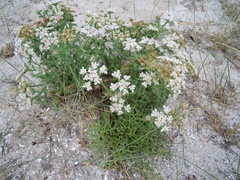 Echinophora spinosa