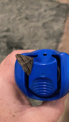 Digrammia continuata
