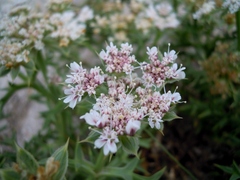 Echinophora spinosa