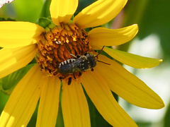 Coelioxys coturnix
