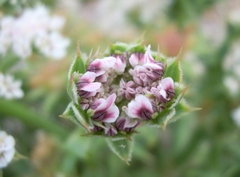 Echinophora spinosa