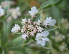 Echinophora spinosa